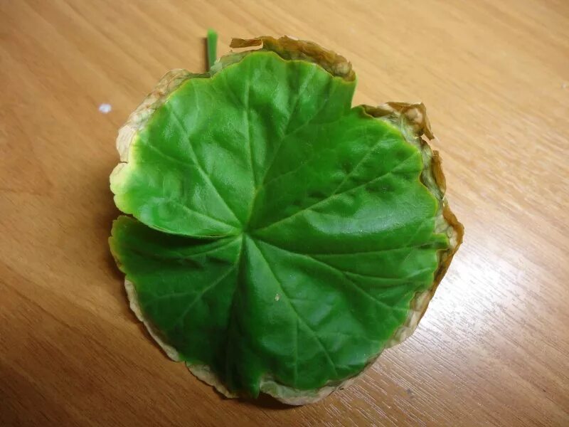 Сохнут края листьев у герани. Желтеют листья у герани. Хлороз пеларгонии. Вирусная пятнистость пеларгония. Листа герани засохший.