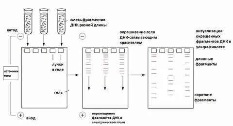 Разделение днк по длине метод биологии