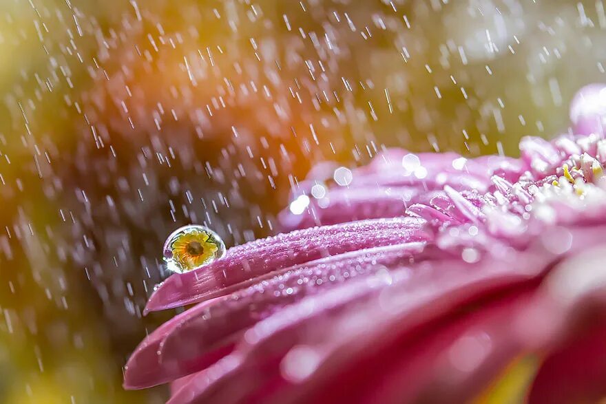 Замечать 00. Miki Asai фотограф. Макрофотография Miki Asai. Макросъемка природа. Цветы Макросъемка.