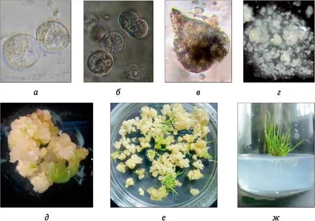 In vitro растения Каллус. Метод культивирования клеток и тканей. Морфогенный Каллус. Методы культуры клеток и тканей.