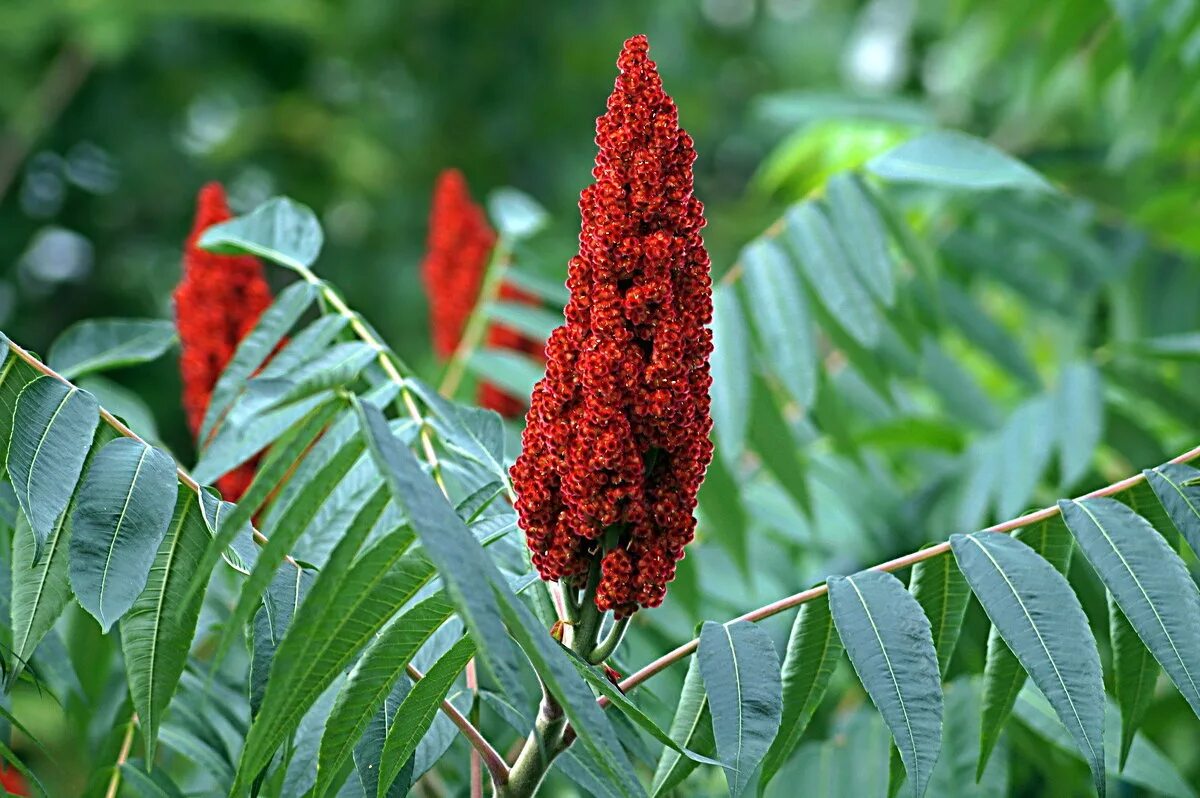 Сумах купить в москве. Сумах оленерогий Rhus typhina. Сумах дубильный (Rhus coriaria. Сумах пушистый оленерогий. Сумах оленерогий уксусное дерево.