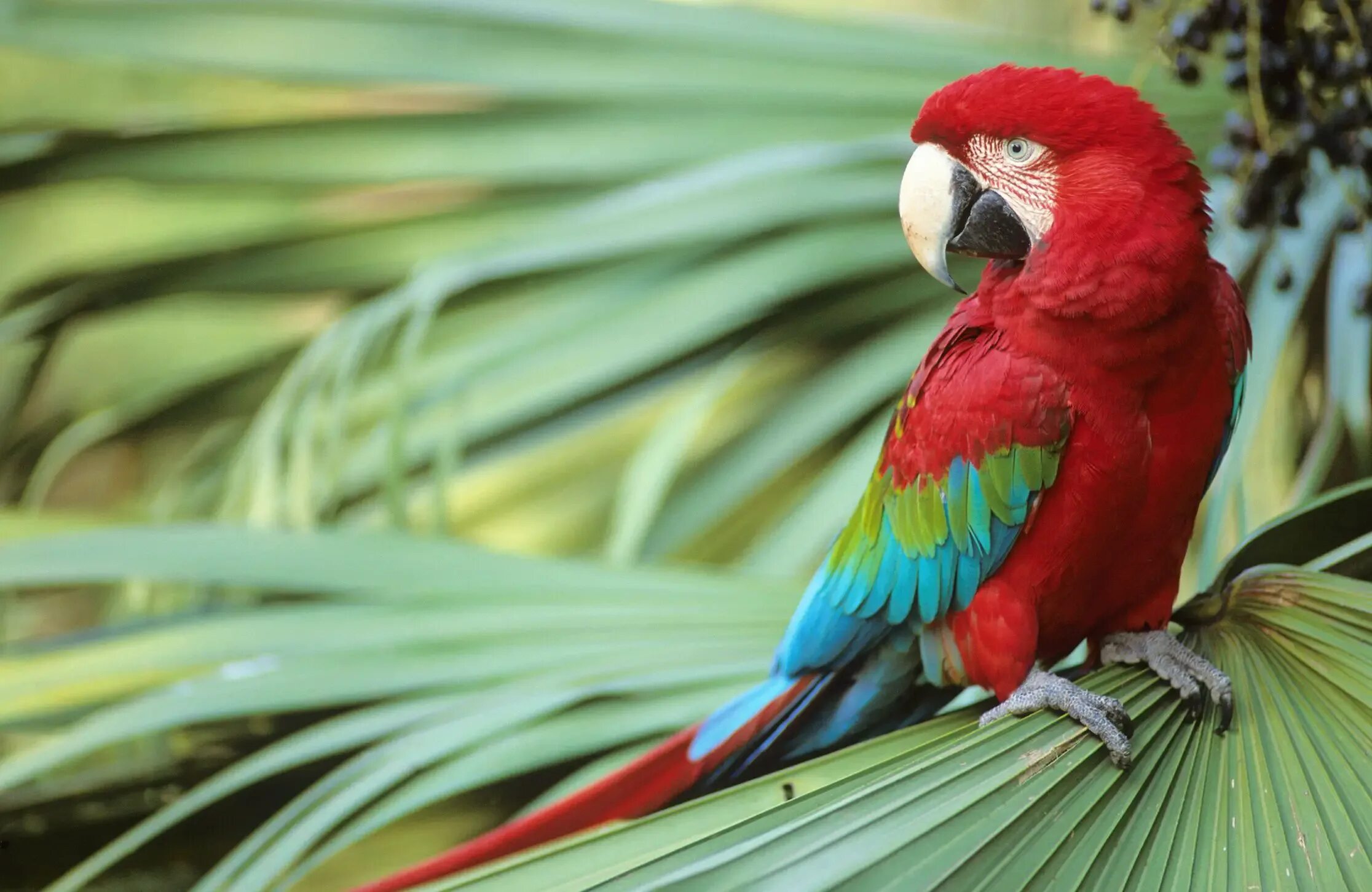 I ve parrot. Попугай ара красный. Амазон попугай красный. Попугай ара зеленый. Попугай красно зеленый ара.