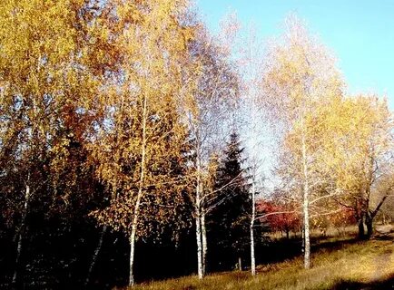 Стоял у двора пушкин