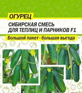 Огурцы семена алтая лучшие сорта