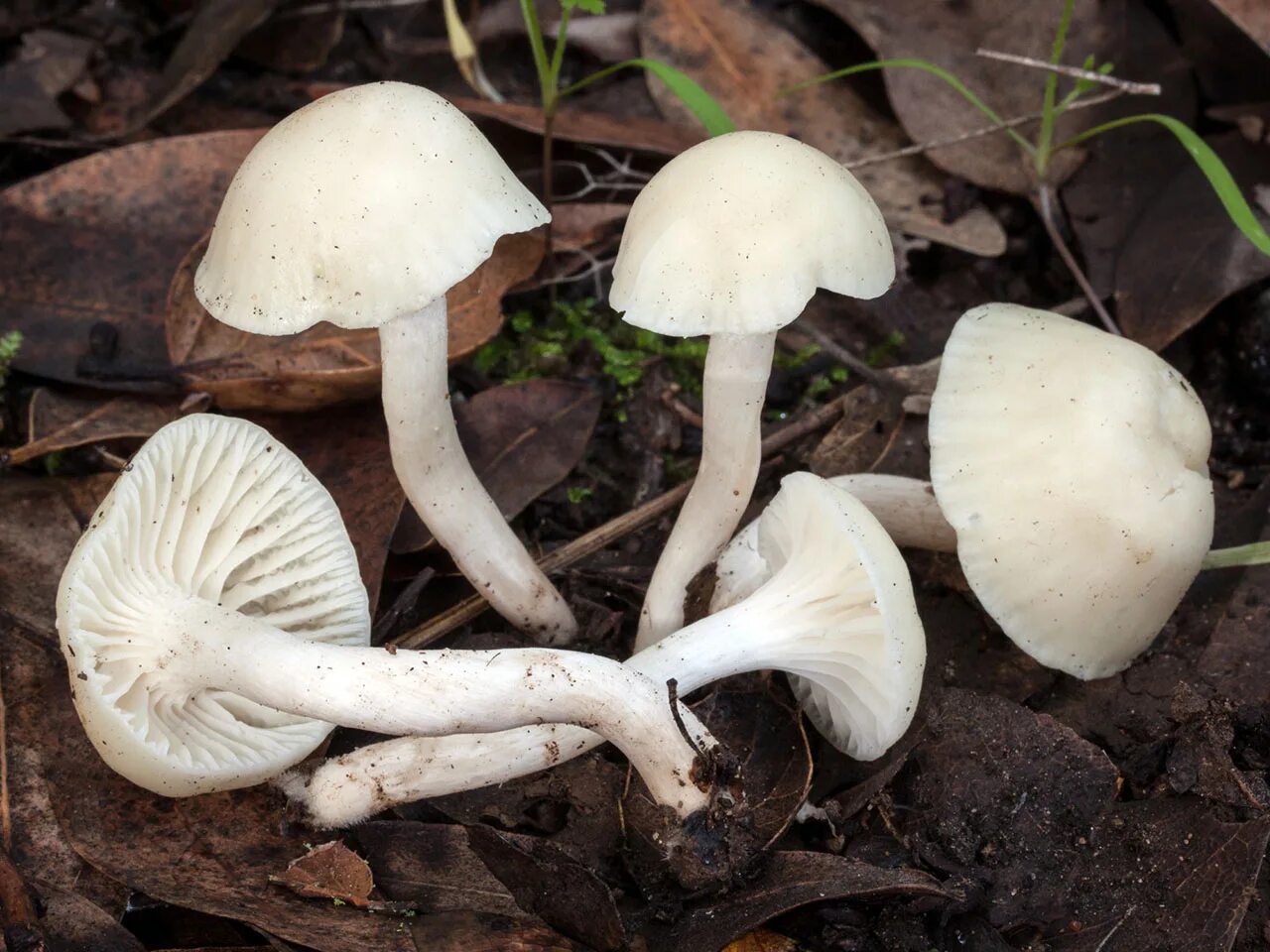 Как называется белый. Гриб гигрофор белый. cuphophyllus virgineus. гигрофор снежно-белый. гриб гигрофор белый съедобный.