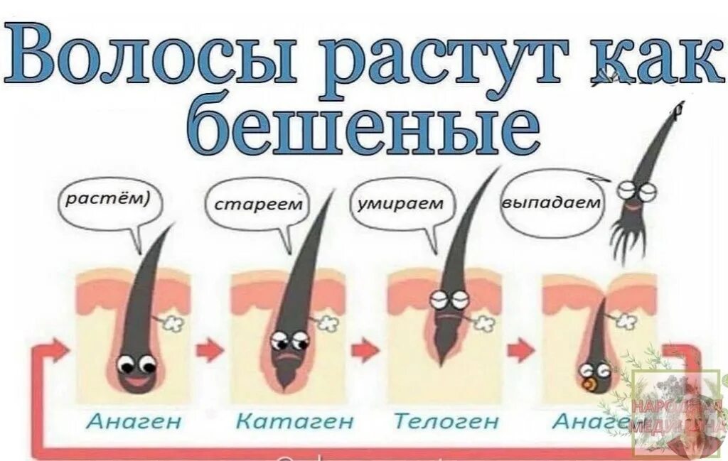 Спящие волосяные луковицы. Как пробудить спящие луковицы волос на голове. Разбудить луковицы волос. Как разбудить спящую луковицу