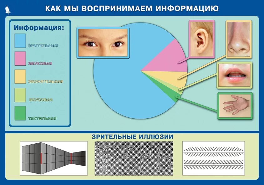 Способы восприятия человека. Как мы воспринимаем информма. Восприятие информации органами чувств. Восприятие информации глазами. Лучше воспринимается информация