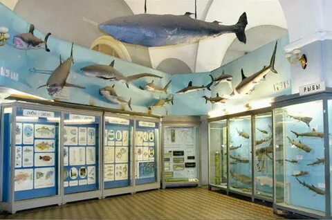 Море рыбы спб