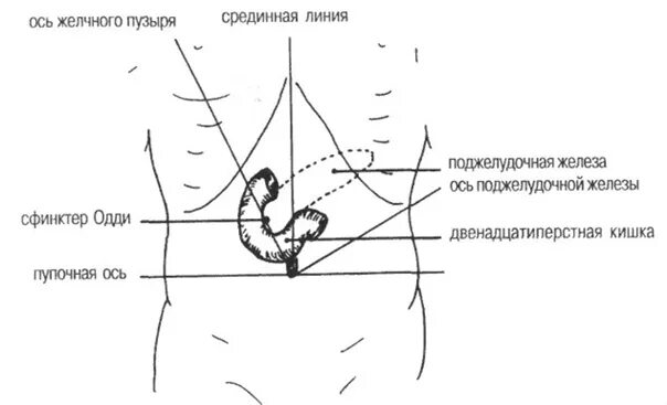 Желчный пузырь сфинктер Одди анатомия. Где находится сфинктер Одди у человека. Сфинктер Одди схема. Поджелудочная железа сфинктер Одди.