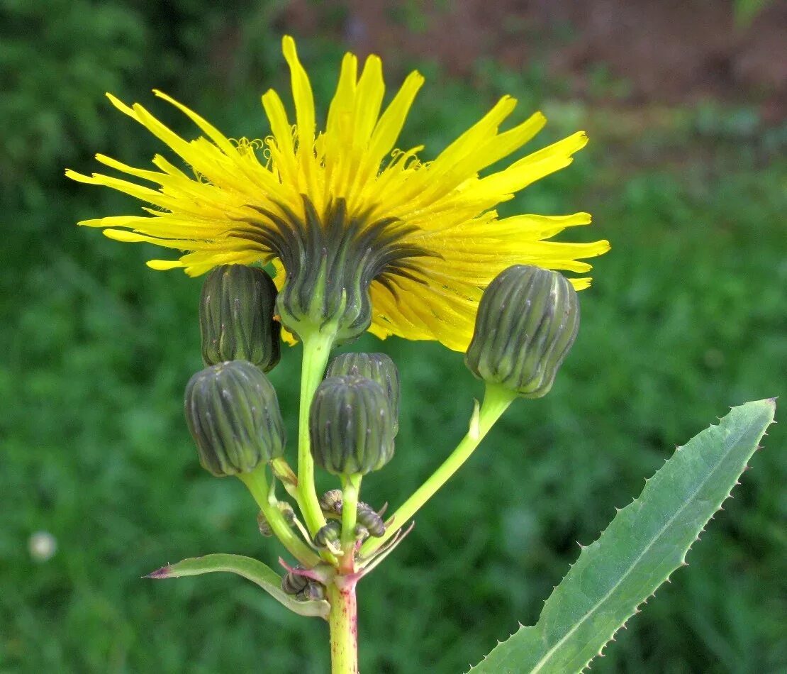 Осот огородный (Sonchus oleraceus). Осот желтый полевой. Осот полевой, осот желтый. Осот полевой (Sonchus arvensis),.