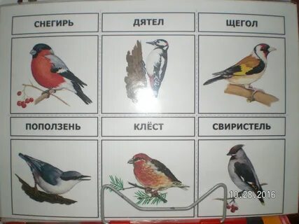 Снегирь дятел