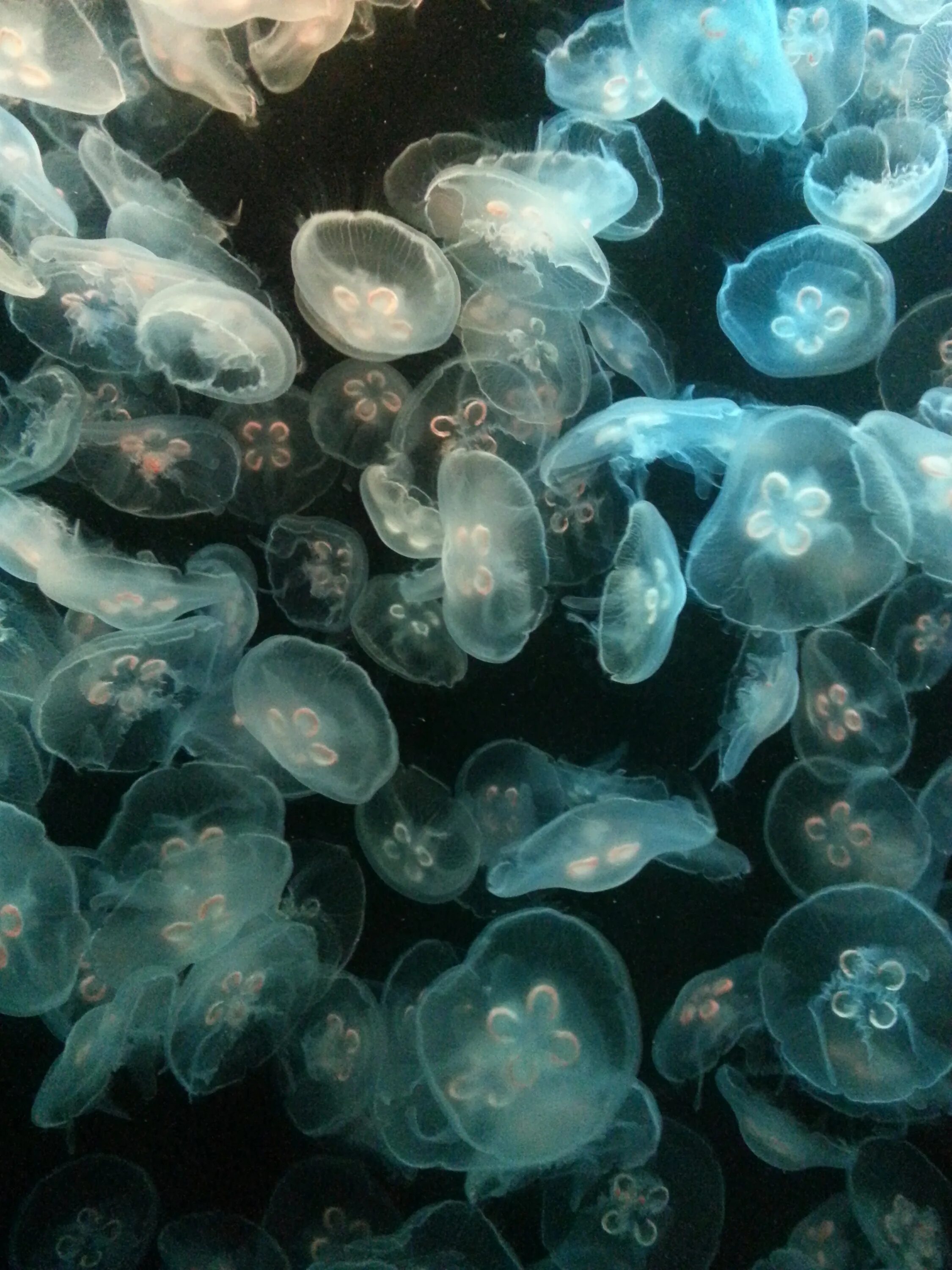 Скопление живых организмов. Медуза ночесветка. Скопление медуз. Медуза прозрачная. Медузы в океане.