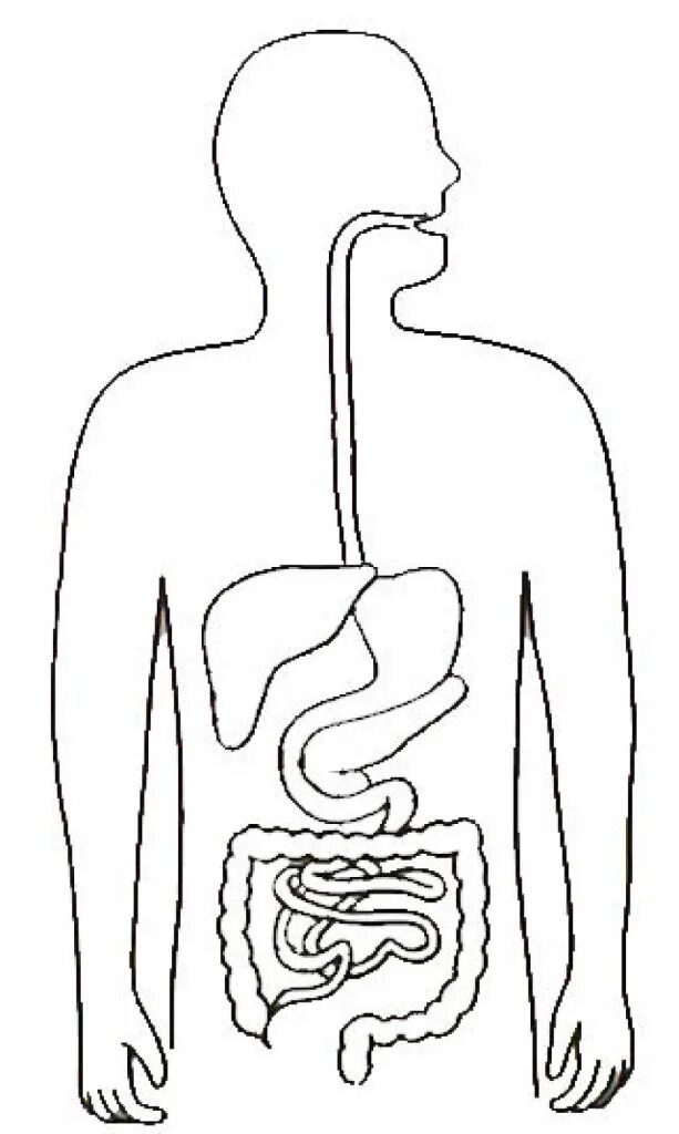Изображения систем органов человека. Схема пищеварительной системы человека для детей. Органы пищеварения человека для детей. Макет внутренних органов пищеварения. Пищеварение анатомия человека для детей.