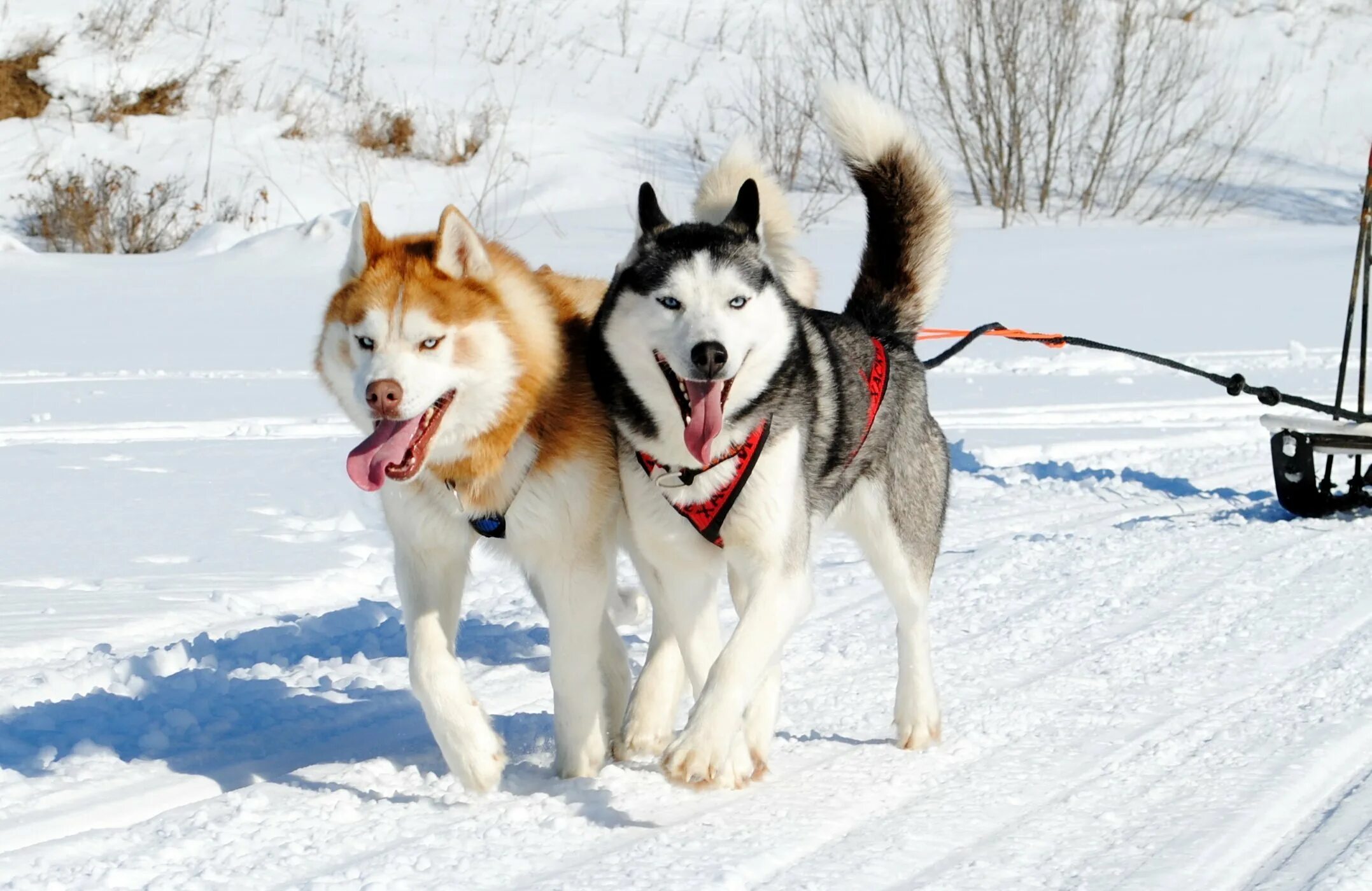 Хаски ездовые собаки. Сибирский хаски в упряжке. Хаски гонки на собачьих упряжках. Аляска айдитарод. Собачьи упряжки хаски.