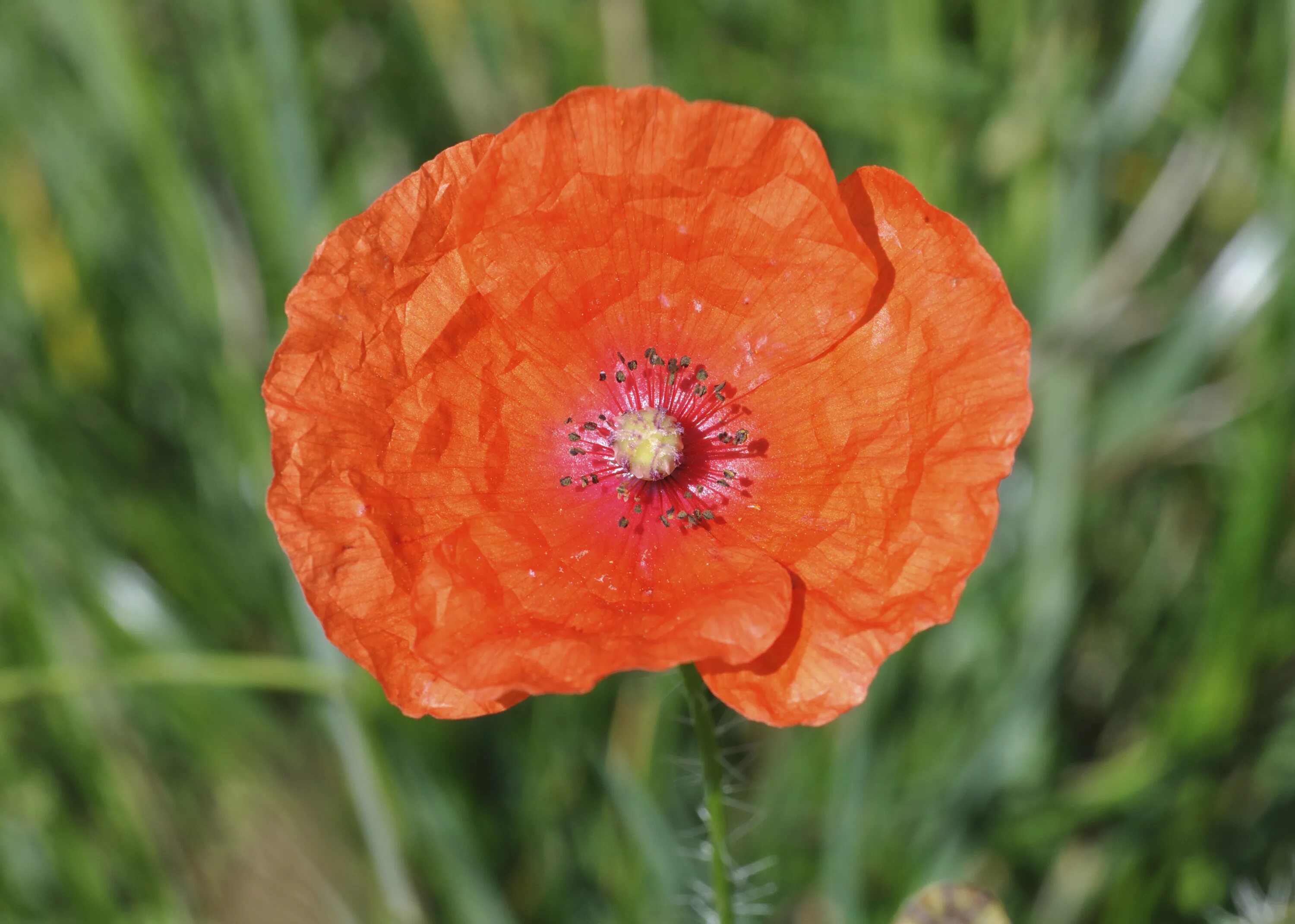 Папавер монпансье. Papaver cambricum. Желтый мак самосейка. Мак полевой (мак-самосейка. Мак папавер.