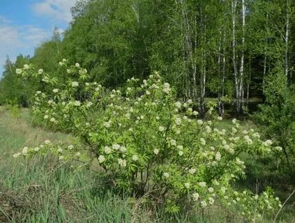 Тут осинки и кусты