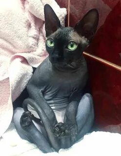 Имена котятам сфинкса