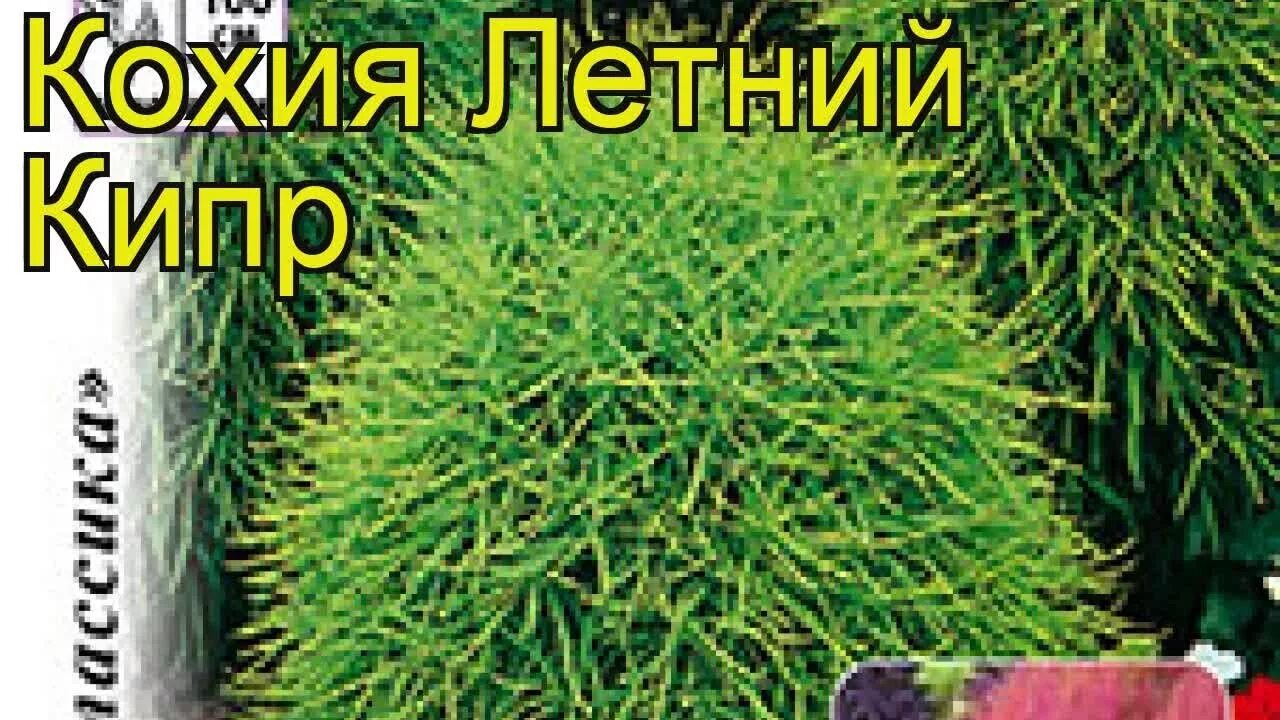 Купить семена цветов rareseeds 1kg Sommerzypresse Samen (ca. 1 Mio. Samen), Koch
