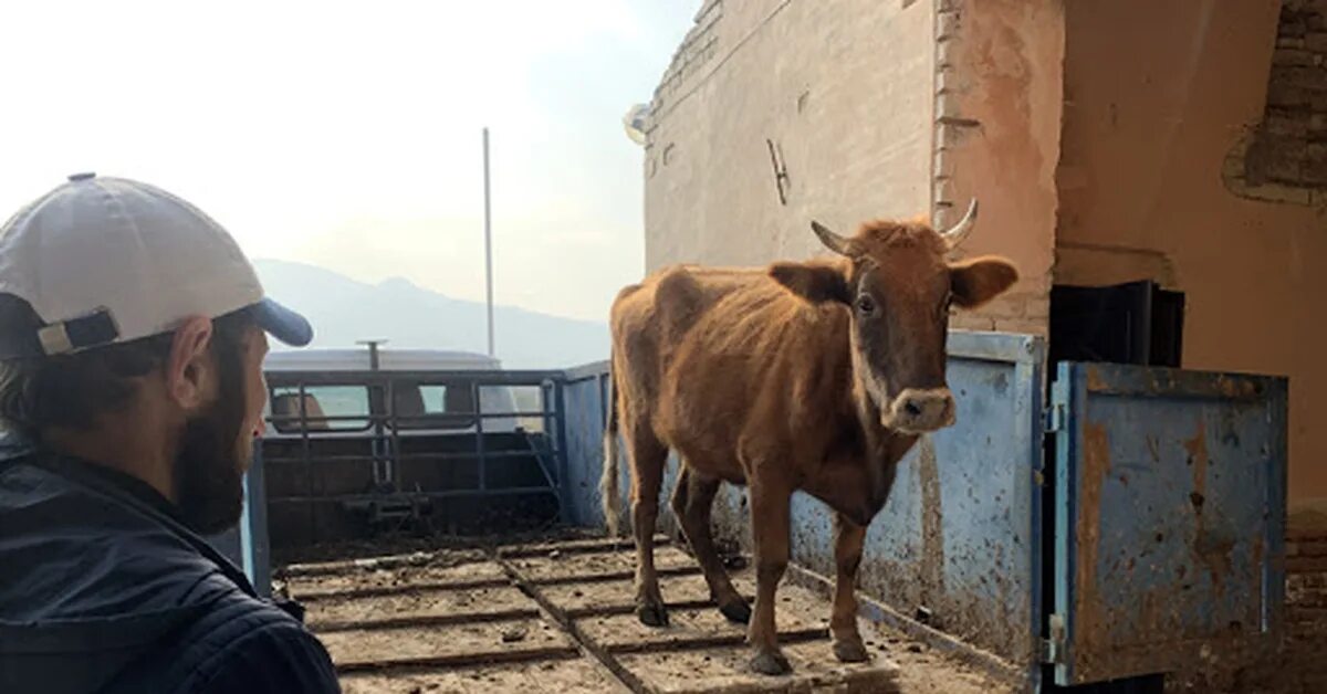 Телята в дагестане. Кани дагестан. Дагестанские коровы. Телята дагестан. Телята дагестан.