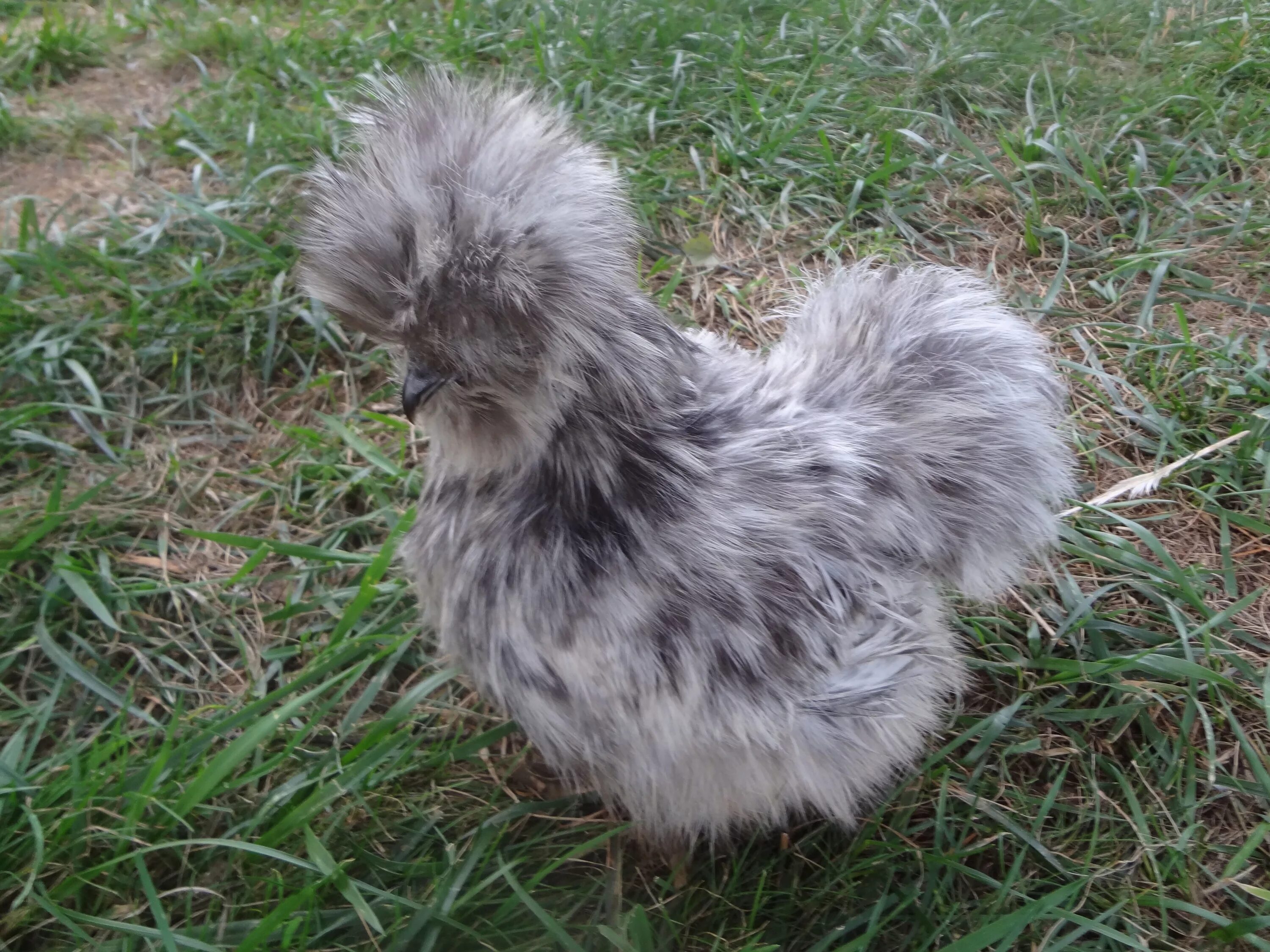 Шелковые куры описание. Китайская шелковая (Silkie Bantam). Австралорп хохлатый. Китайская хохлатая курица. Китайская хохлатая шелковая курица.