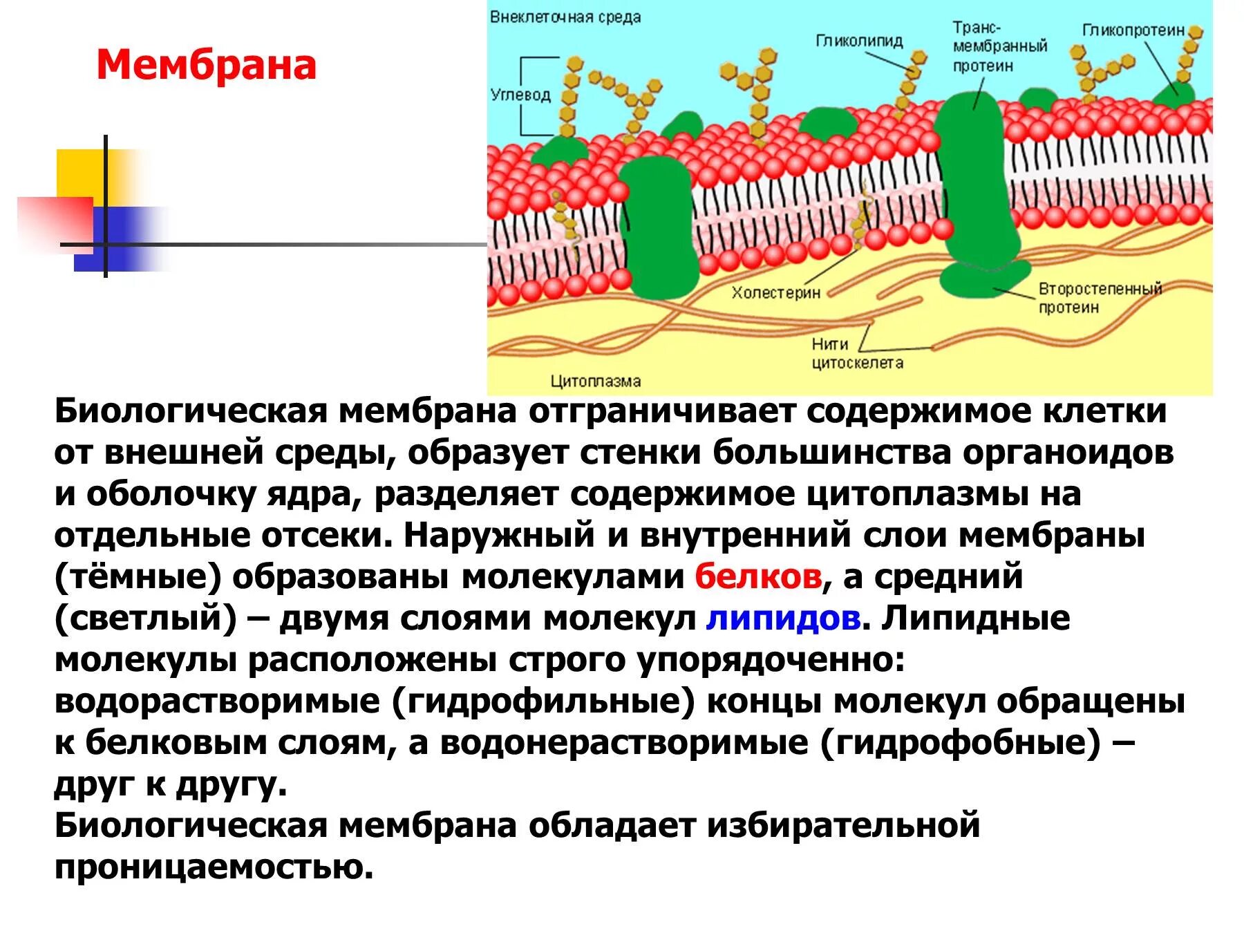 Повышает проницаемость клеточных мембран. Клеточная мембрана это органоид. наружная и внутренняя мембрана клетки. биологическая мембрана. строение наружной мембраны и органоидов клетки.
