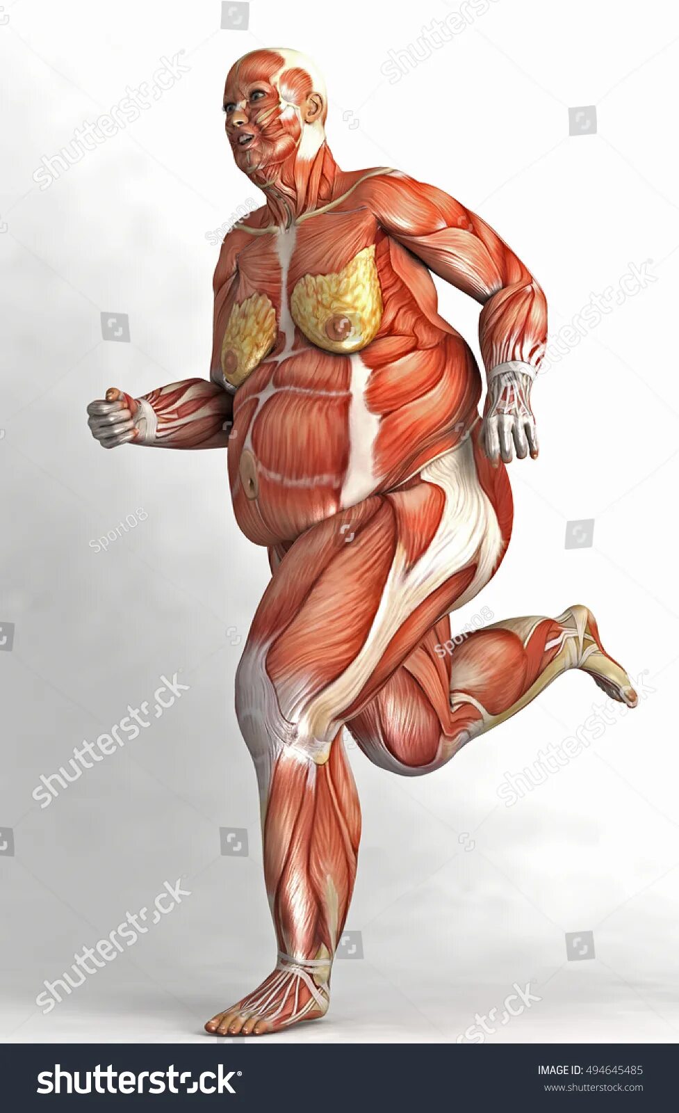 Мышцы человека. Скелет человека с мышцами. Тело человека без кожи и мышц. Мышцы женского тела. Толстый человек анатомия