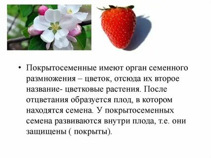 Где находится семя у покрытосеменных растений