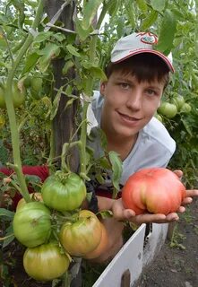 Томат лев