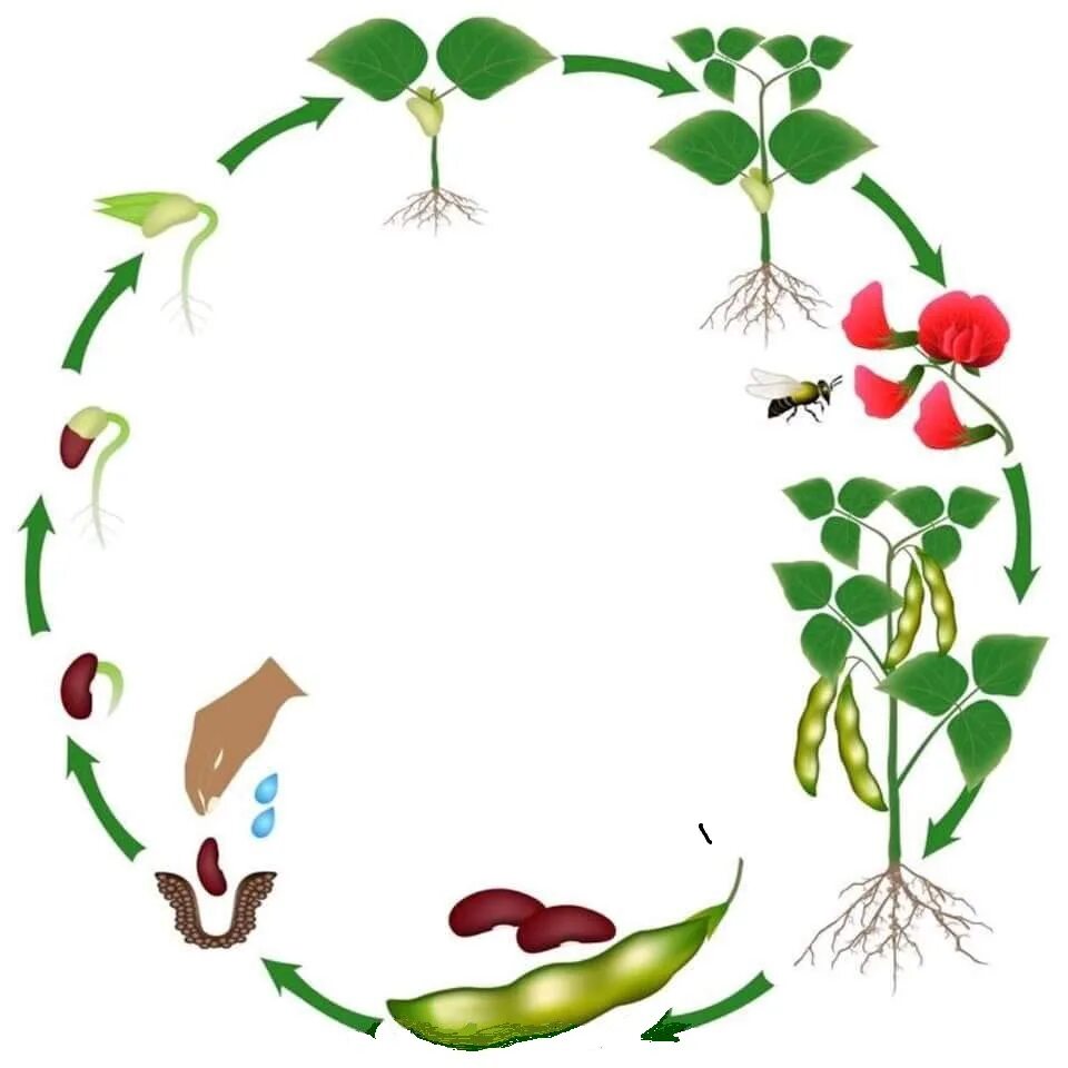 Жизненный цикл растений для дошкольников фасоль. Цикл развития фасоли. Цикл развития растений для дошкольников. Цикл роста гороха для детей.