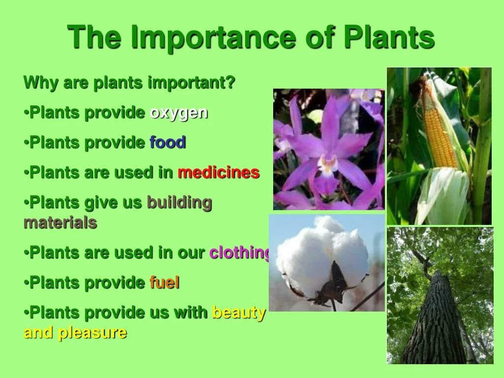 Plants are in our Life. The importance of Plants. Plants and animals are important in Human Life презентация. Why Plants are important. Provided plants