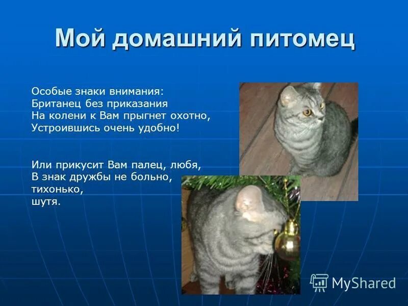 Как сделать фоторассказ о домашних животных?