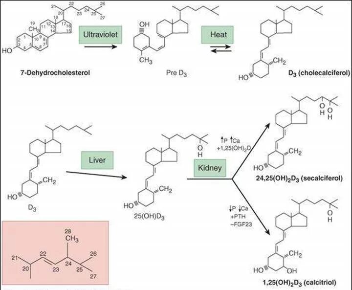 Биосинтез витаминов. Активные формы витамина d3:. Активные формы витамина д3 биохимия. Активная форма витамина д3. Витамин д биохимия.