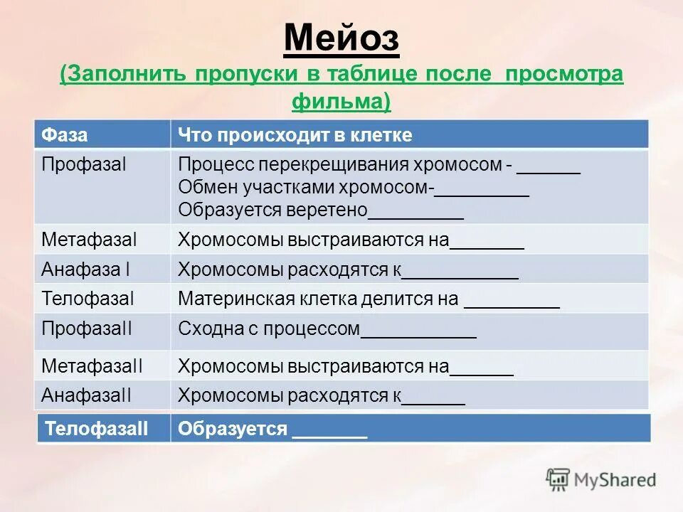 Что происходит в мейозе 1