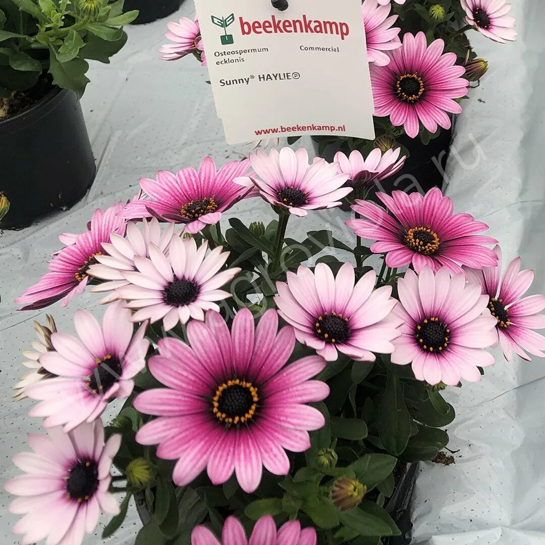 остеоспермум отзывы