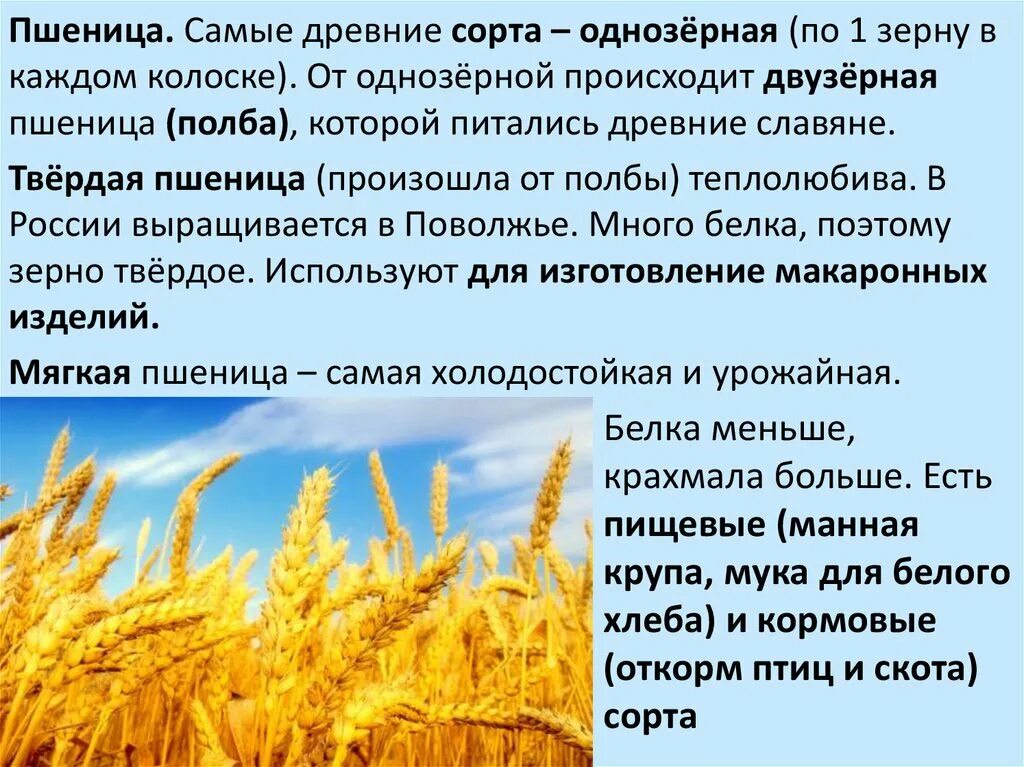 Пшеница твердых сортов польза. Пшеница твердых сортов польза