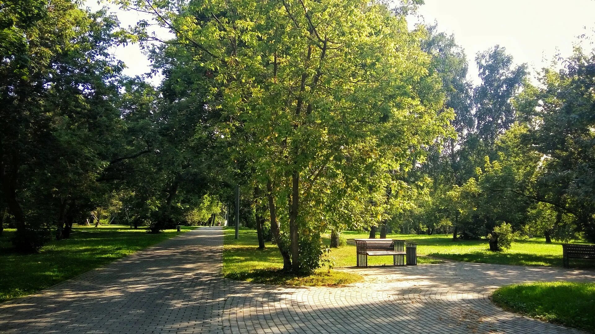 Деревья в парках. Парк коломенское дубовая роща. Воронцовский парк москва благоустройство. Кусково парк аллеи. Какие деревья в парках москвы.
