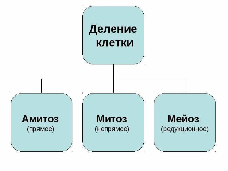 Типы деления клеток 3 типа. Типы деления клеток митоз. Способы деления клетки схема. Способы деления клетки амитоз. Основные типы деления эукариотических клеток митоз амитоз мейоз.