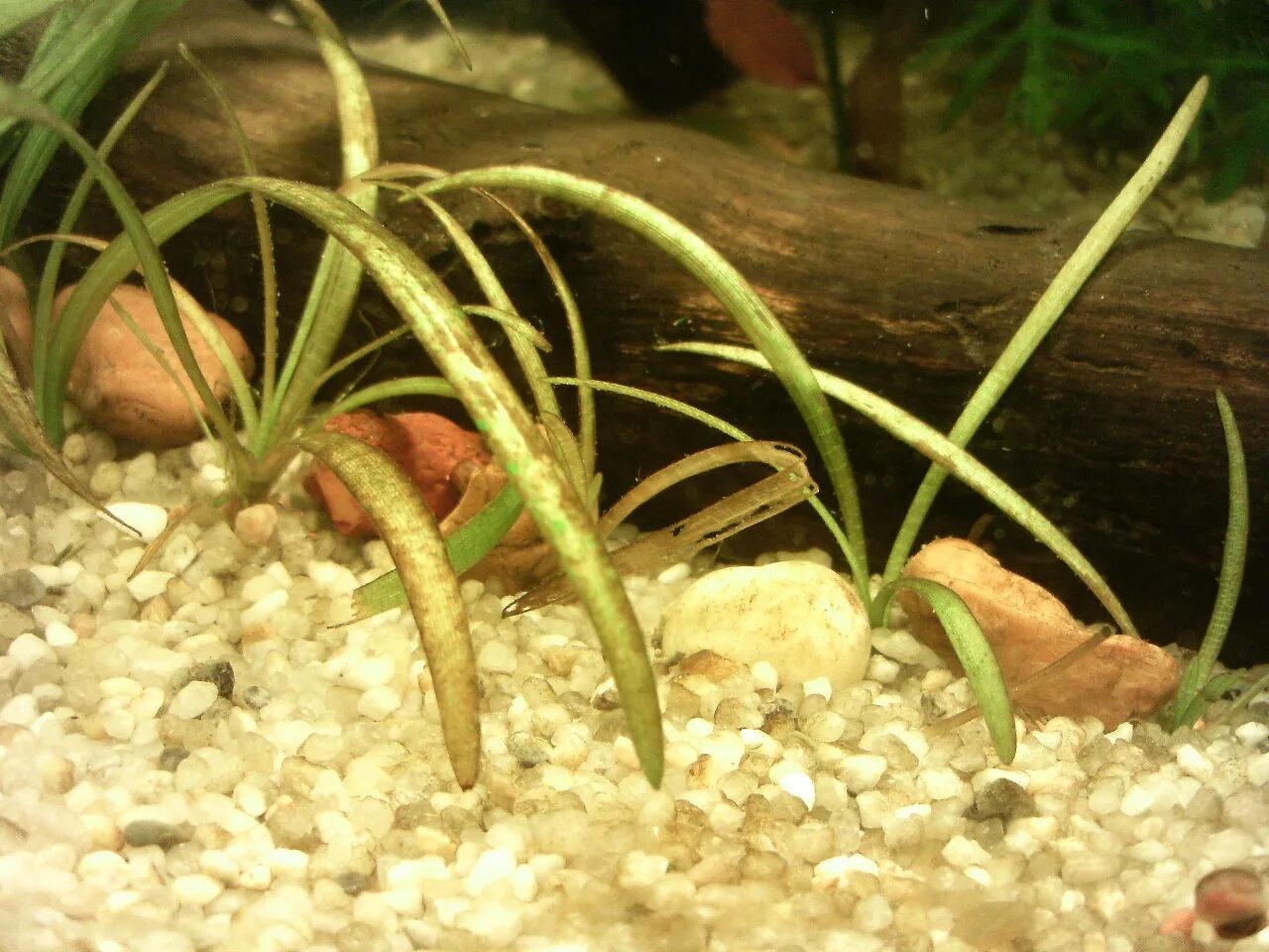 Растения пузыряют в аквариуме. Эхинодорус тенеллус меристема. Растения в аквариуме чахнут. Наросты на водорослях в аквариуме. Вредители аквариумных растений.