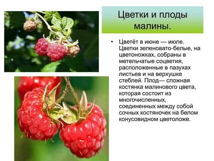 Строение малины