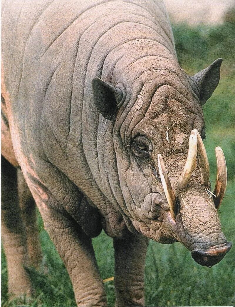 Свинья олень. Дикая свинья бабирусса. Сулавесская бабирусса. Свинья бабирусса. Животное бабирусса.