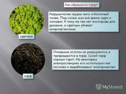 Образуют залежи торфа мхи или папоротники