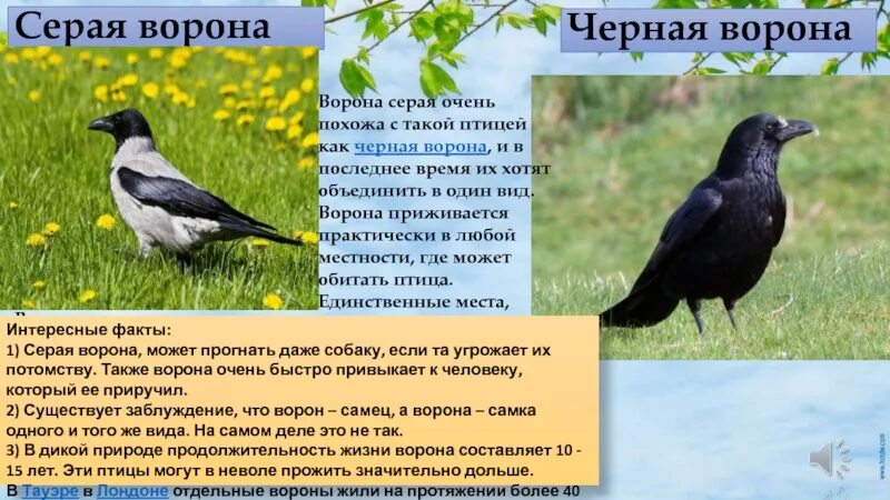 Сколько живут серые вороны