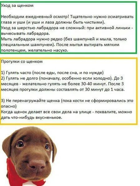 С какого возраста можно гулять с собакой. Команды для щенка 3 месяца. сколько должен гулять щенок. сколько по времени можно гулять с щенком 4 месяца. сколько можно гулять с щенком 3 месяца.