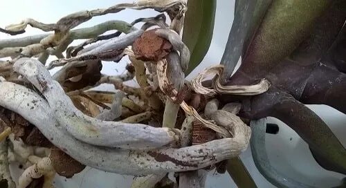 Сухие корни у орхидеи. Корни орхидеи чернеют и сохнут. У орхидеи темнеют и сохнут корни. Высохли корни орхидей.