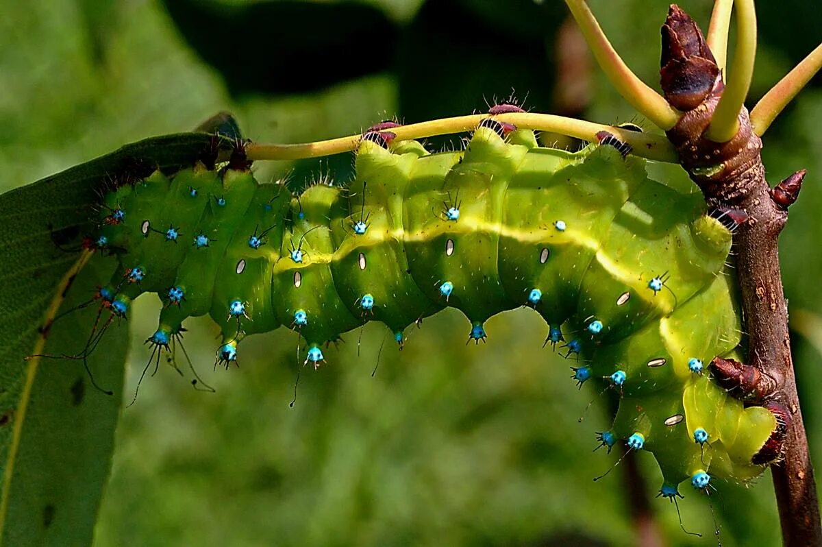 Дневной павлиний глаз гусеница. Ночной павлиний глаз бабочка и гусеница. Большой павлиний глаз гусеница. Павлиноглазка грушевая гусеница бабочка. Бабочка павлин й глаз гусеница.