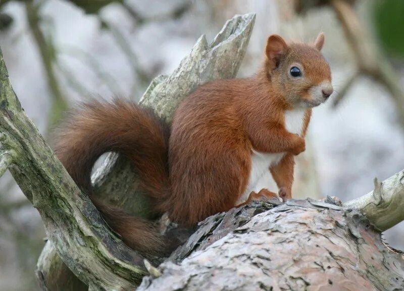 рыжая белка. белка обыкновенная (лат. белка в тайге. смешанные леса россии животные. белки в лесу.