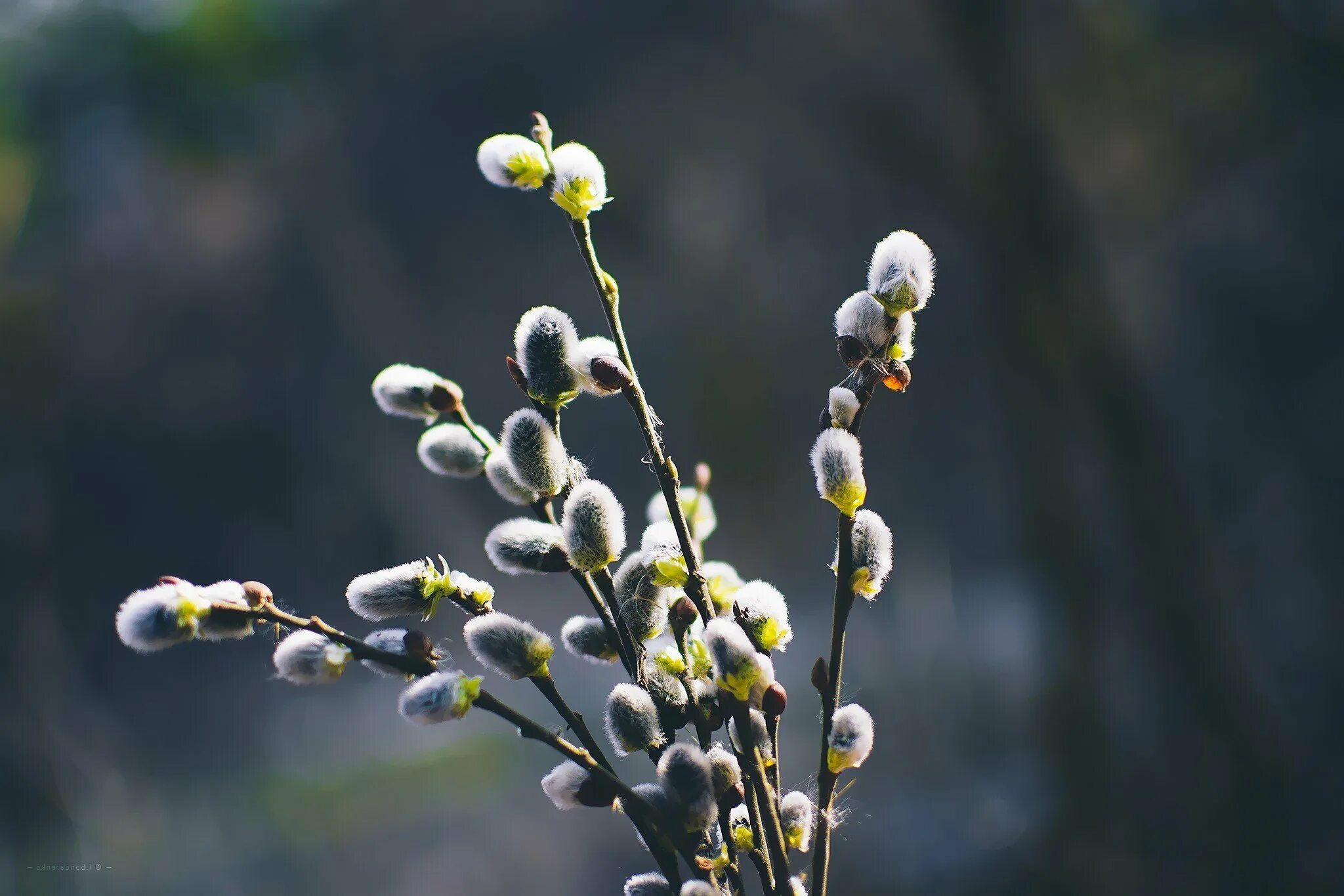 Ива бредина (salix caprea). Верба фото. Ива козья почки. Ива волчниковая верба. Цветущая верба.