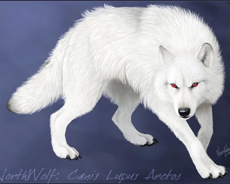Сибирский тундровый волк. Красивый белый волк. Полярный волк ареал. Читать полностью белый волк. Белый волк - князь болотный.