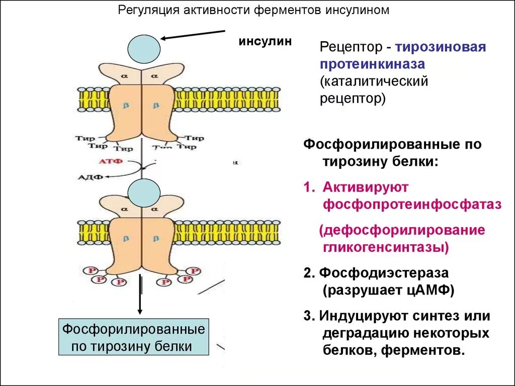 Активация рецептора инсулина тирозиновой протеинкиназы. Механизм действия инсулина ферментов. Каталитический Рецептор инсулина. Схема рецептора инсулина.