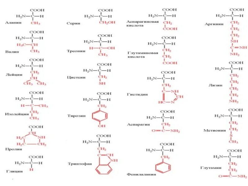 Аминокислотные радикалы. 20 Протеиногенных аминокислот таблица. 20 Важнейших Альфа аминокислот. Формула соединения аминокислот. 20 Альфа аминокислот формулы.